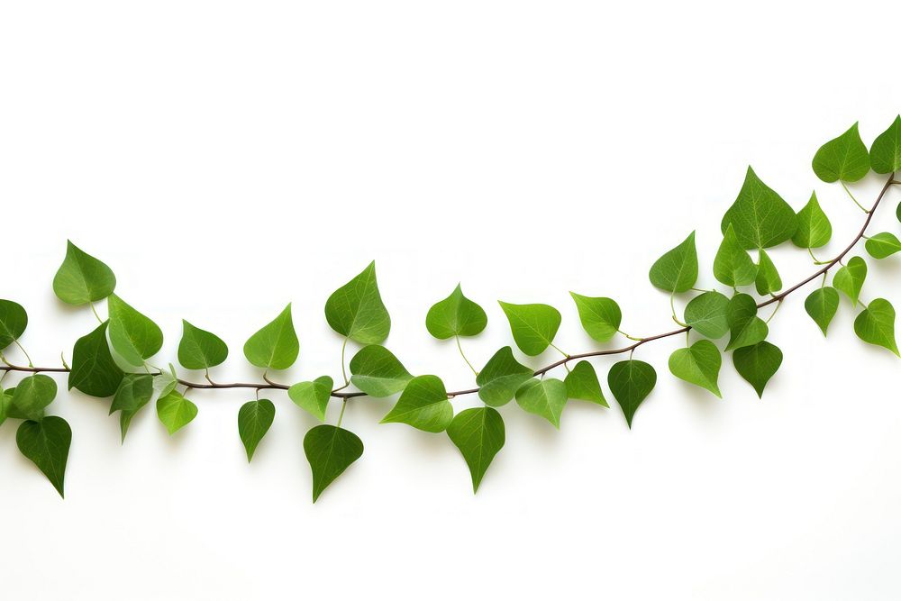 Small green leaves plant leaf white background. AI generated Image by rawpixel.