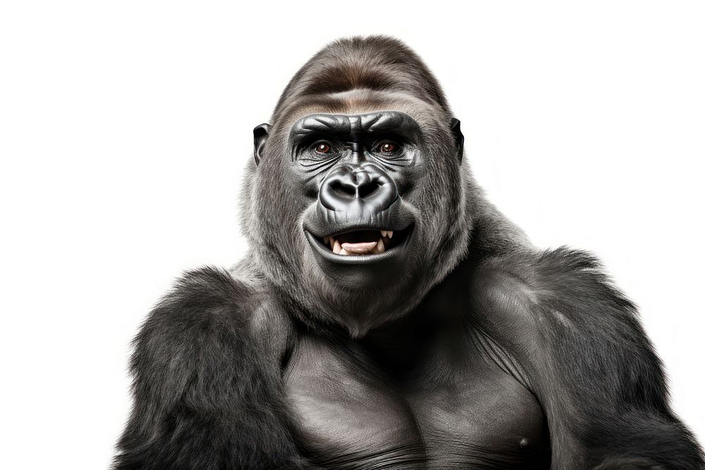 Smiling gorilla wildlife monkey mammal. AI generated Image by rawpixel.