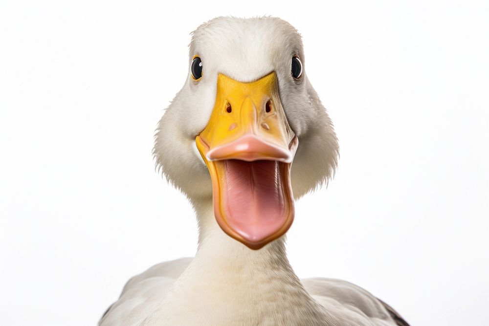 Smiling duck wildlife animal goose. AI generated Image by rawpixel.
