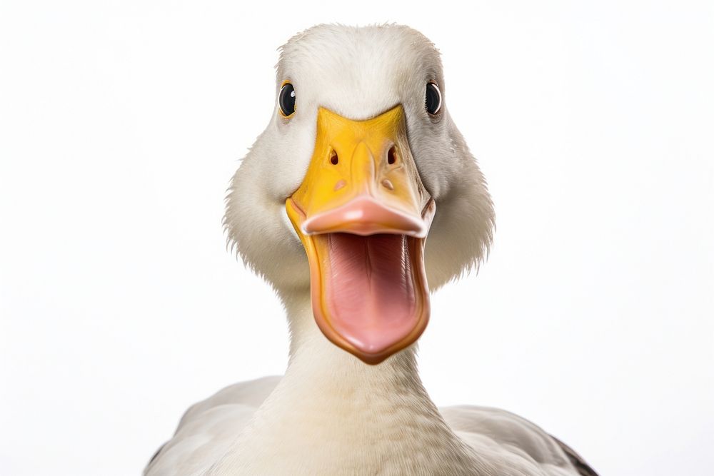 Smiling duck wildlife animal goose. | Premium Photo - rawpixel