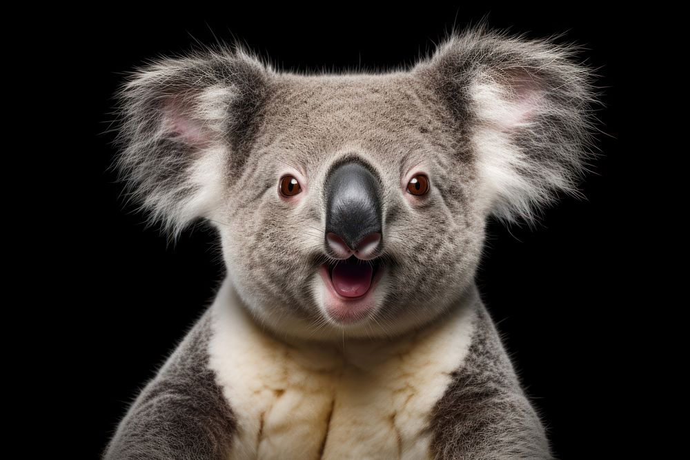 Smiling koala wildlife mammal animal. AI generated Image by rawpixel.