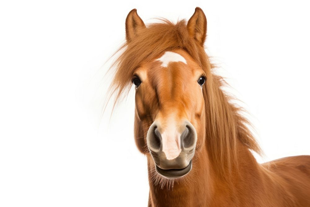 Smiling horse animal mammal white background. AI generated Image by rawpixel.