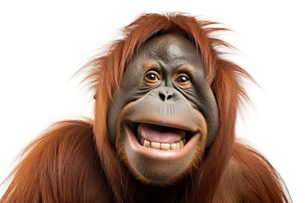 Smiling orangutan wildlife mammal monkey. AI generated Image by rawpixel.