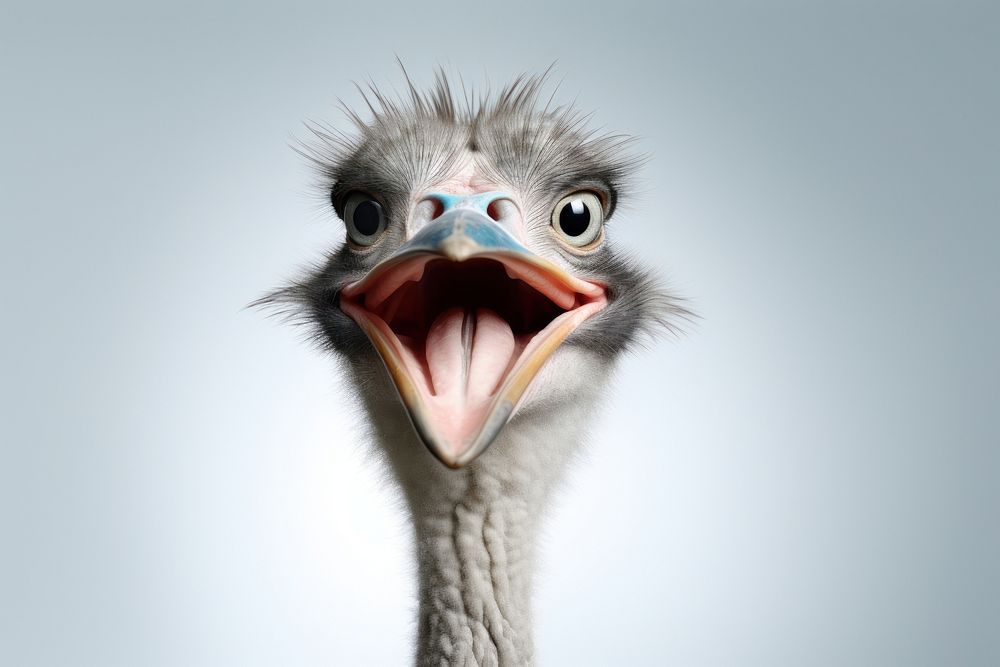 Smiling ostrich animal bird beak. AI generated Image by rawpixel.