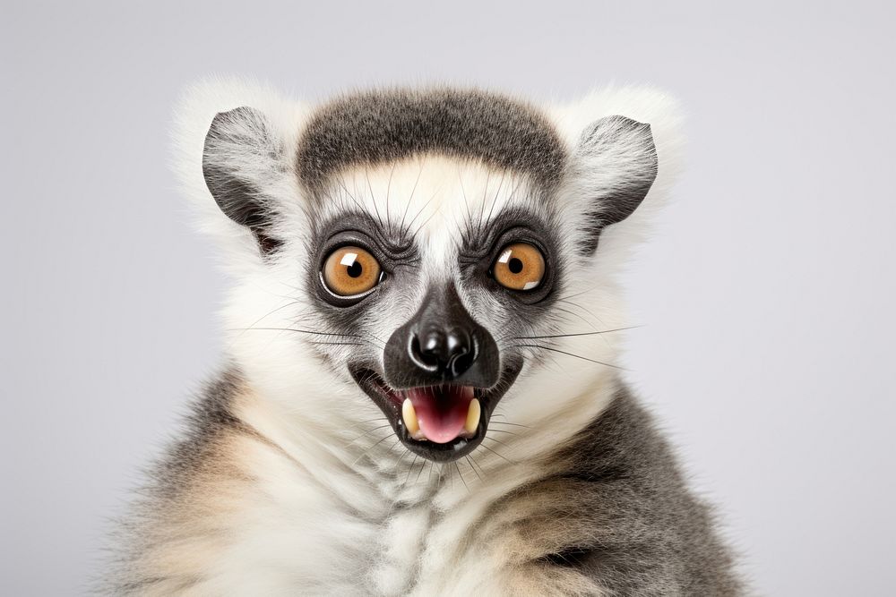 Smiling lemur wildlife animal mammal. AI generated Image by rawpixel.