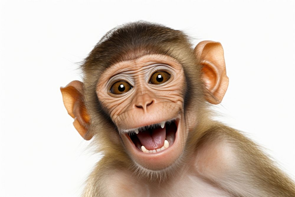 Smiling monkey wildlife mammal animal. AI generated Image by rawpixel.