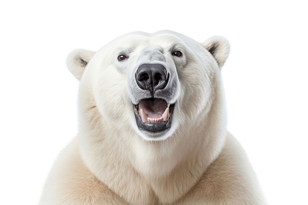 Smiling polar bear wildlife mammal animal. AI generated Image by rawpixel.
