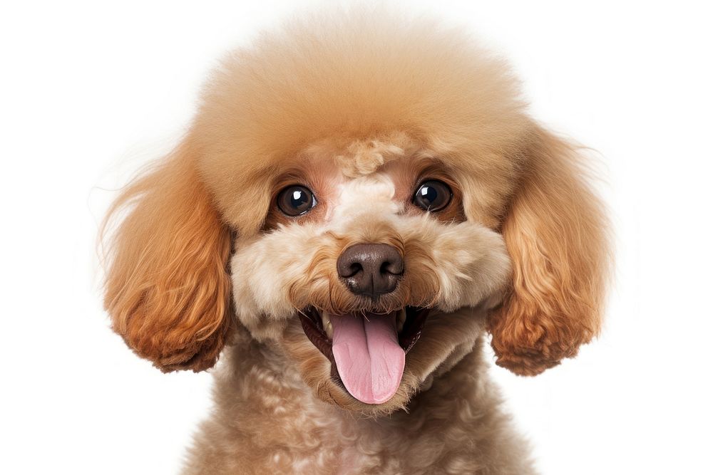 Smiling poodle mammal animal dog. AI generated Image by rawpixel.