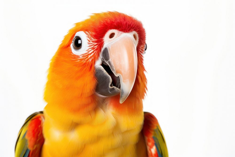 Smiling parrot animal beak bird. AI generated Image by rawpixel.