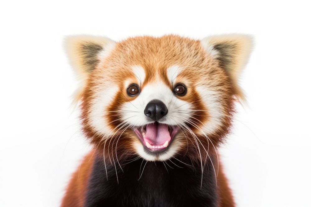 Smiling red panda wildlife mammal animal. AI generated Image by rawpixel.