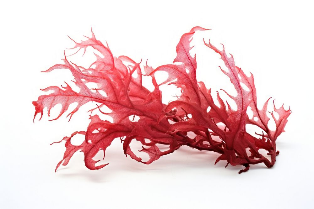 Red seaweed plant white background accessories.