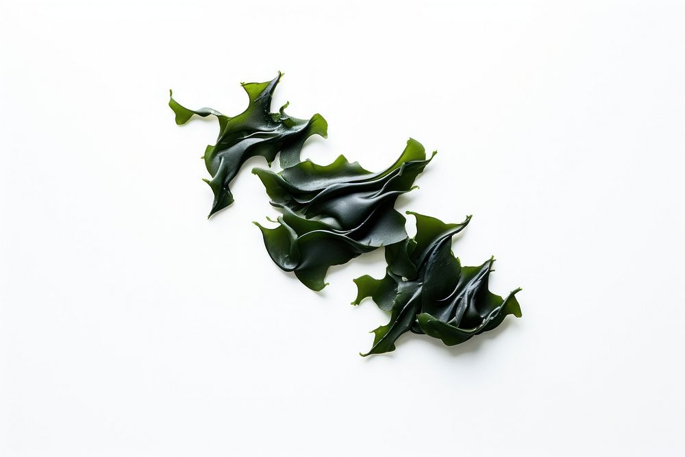 Seaweed seaweed plant green.