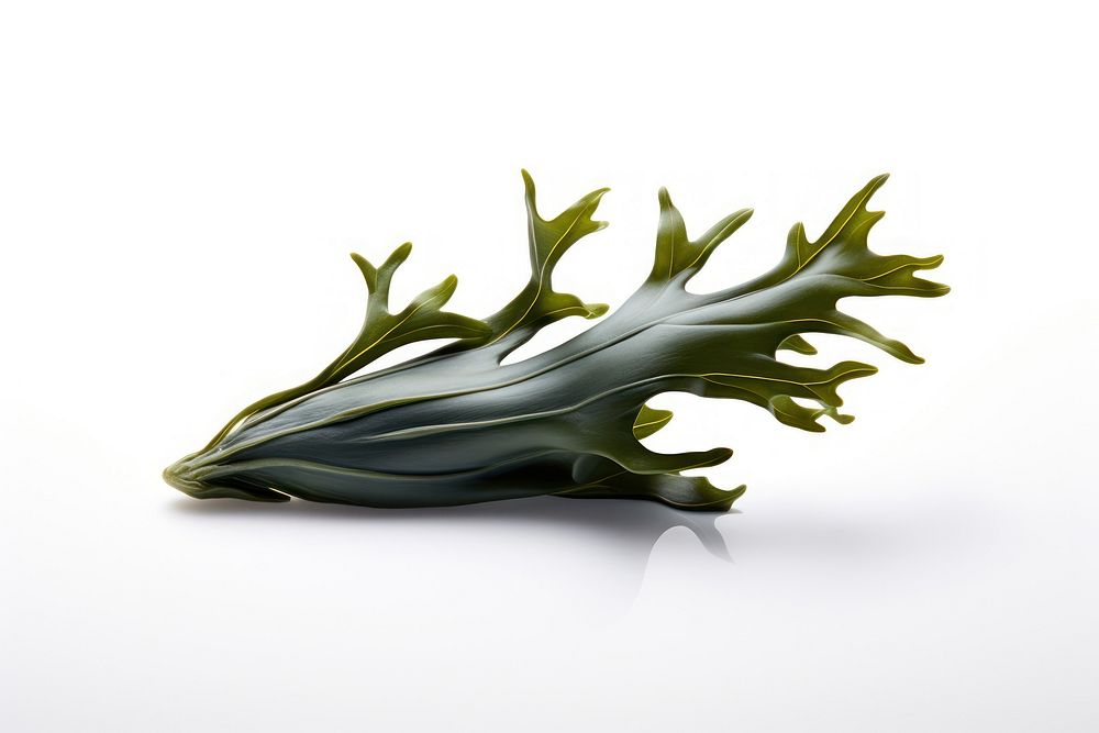 Seaweed seaweed plant leaf.