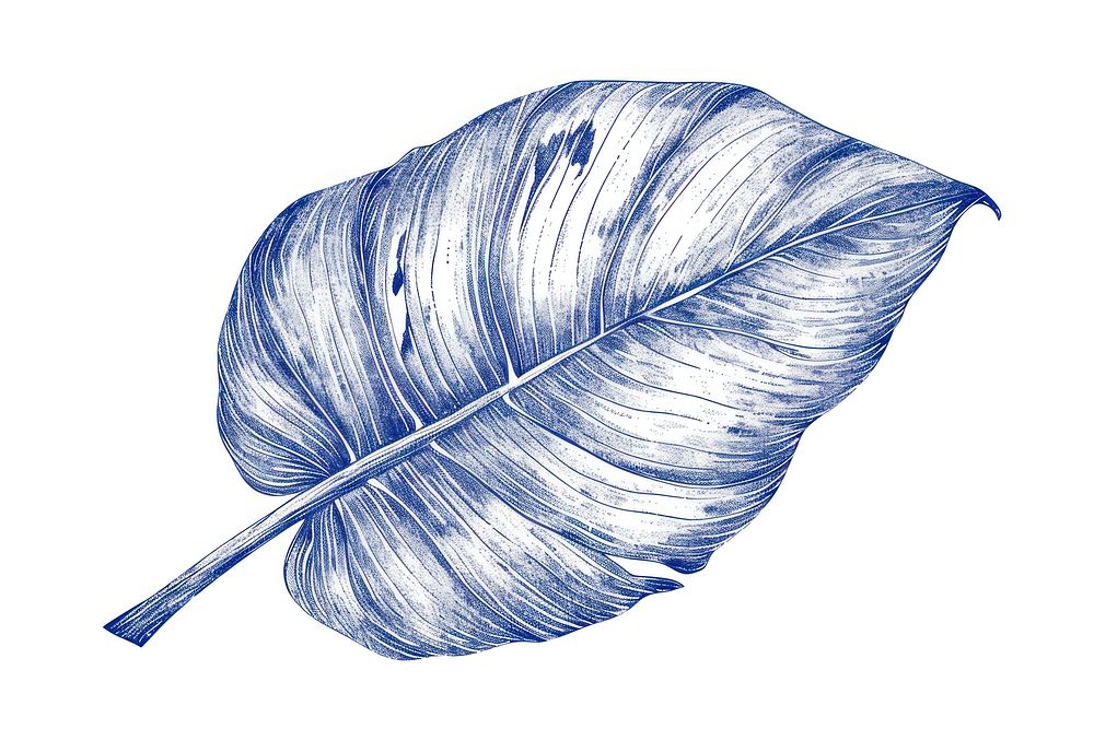 Antique of tropical leaf drawing sketch plant.