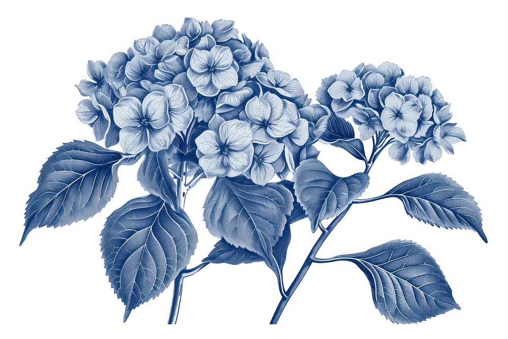 Antique of hydrangea drawing sketch flower.