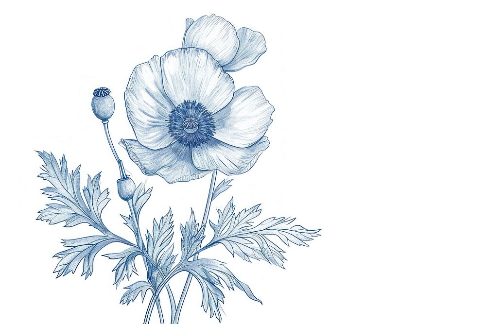 Antique of poppy drawing sketch flower.