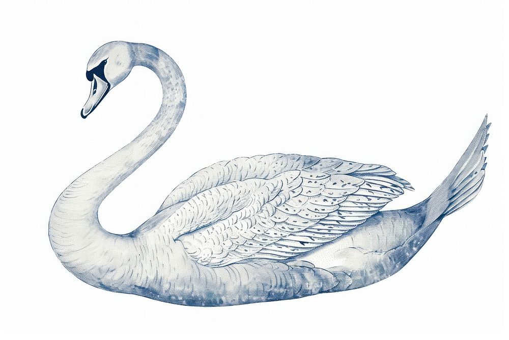 Antique of swan drawing animal sketch.