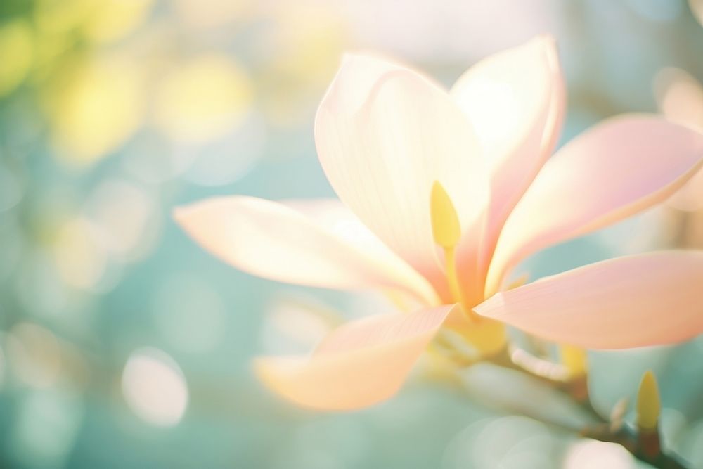 Magnolia sunlight outdoors blossom. AI generated Image by rawpixel.