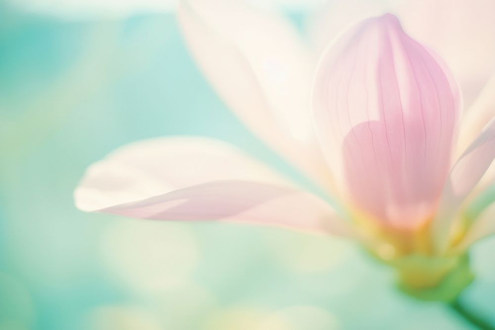 Magnolia outdoors blossom flower. AI generated Image by rawpixel.