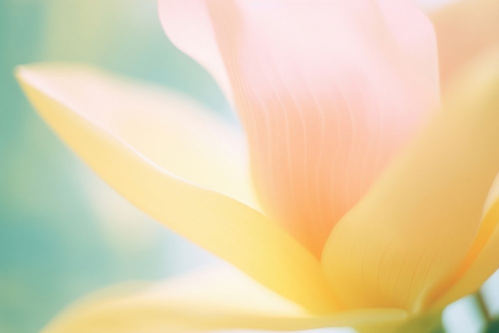 Magnolia outdoors nature flower. AI generated Image by rawpixel.