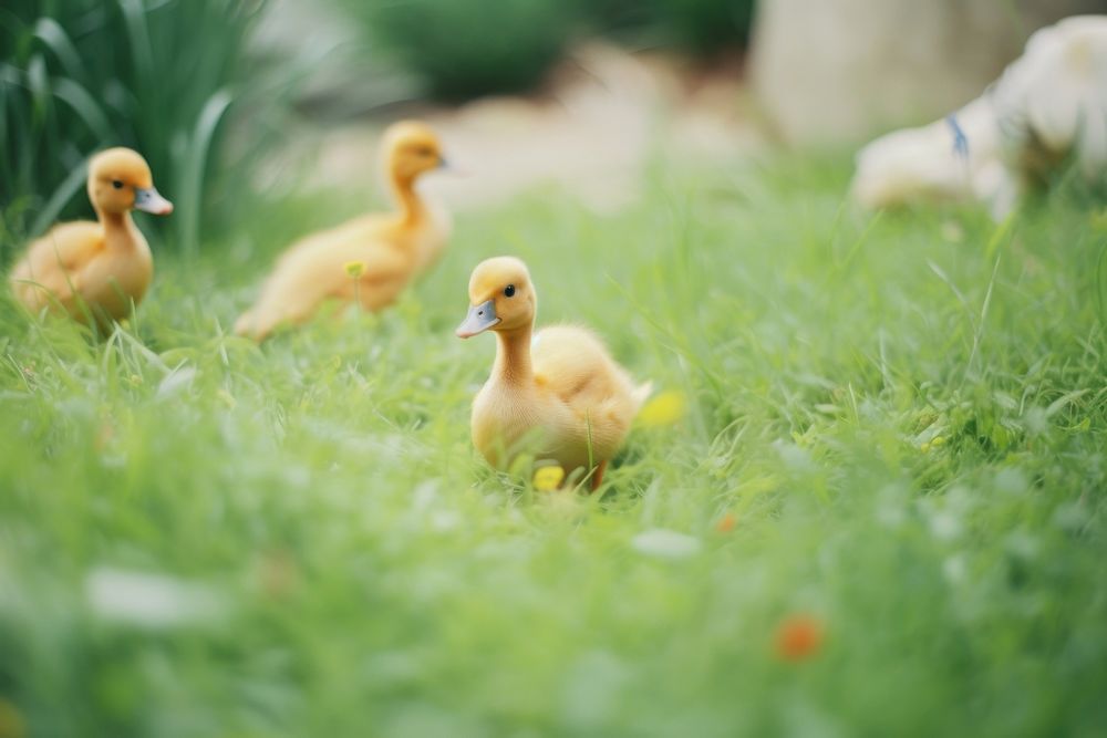 Many baby duck in the garden outdoors animal grass. AI generated Image by rawpixel.