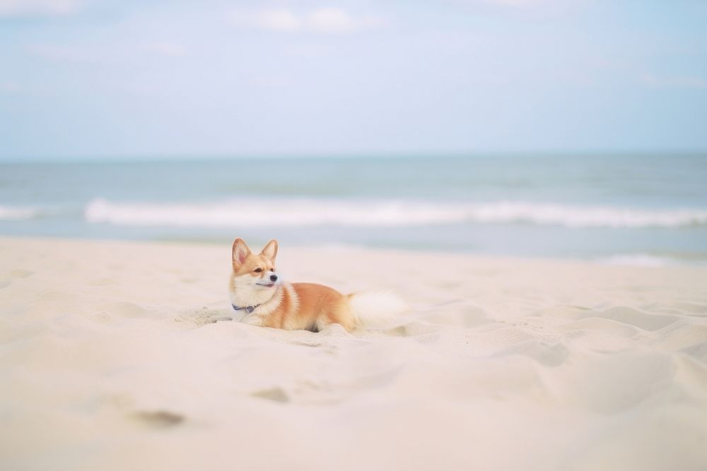 A corgi dog at the beach outdoors nature animal. AI generated Image by rawpixel.