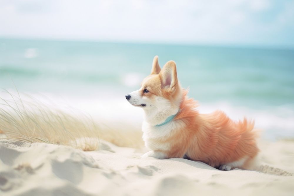 A corgi dog at the beach outdoors animal mammal. AI generated Image by rawpixel.