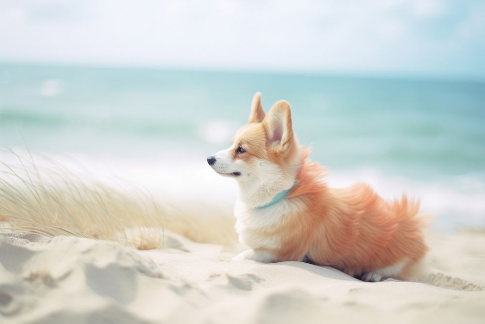 corgi dog beach outdoors animal | Premium Photo - rawpixel