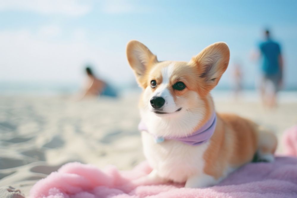 corgi dog beach outdoors mammal | Premium Photo - rawpixel