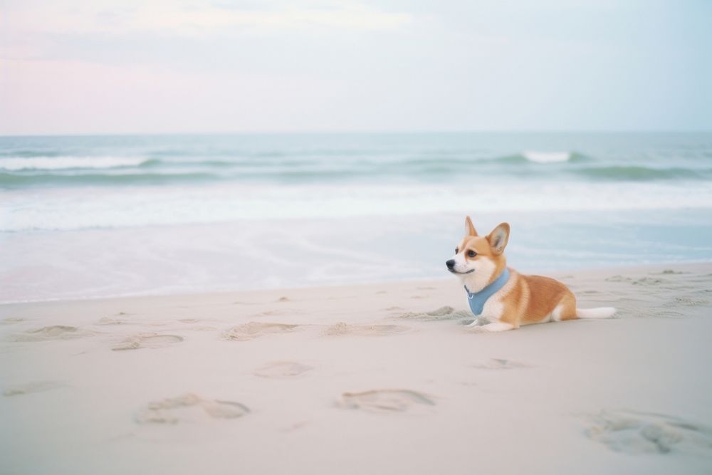 A corgi dog at the beach outdoors nature animal. AI generated Image by rawpixel.