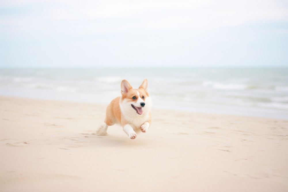 A corgi dog running at the beach outdoors animal mammal. AI generated Image by rawpixel.