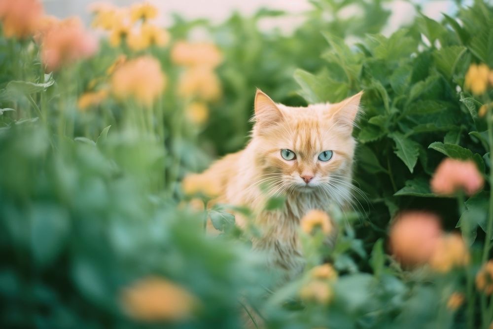 A cat in a flower graden animal mammal kitten. AI generated Image by rawpixel.