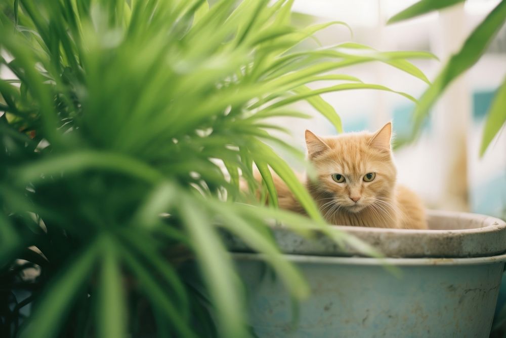 A cat in a plant pot mammal animal kitten. AI generated Image by rawpixel.