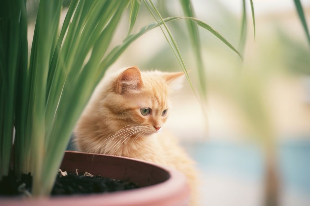 A cat in a plant pot animal mammal kitten. AI generated Image by rawpixel.