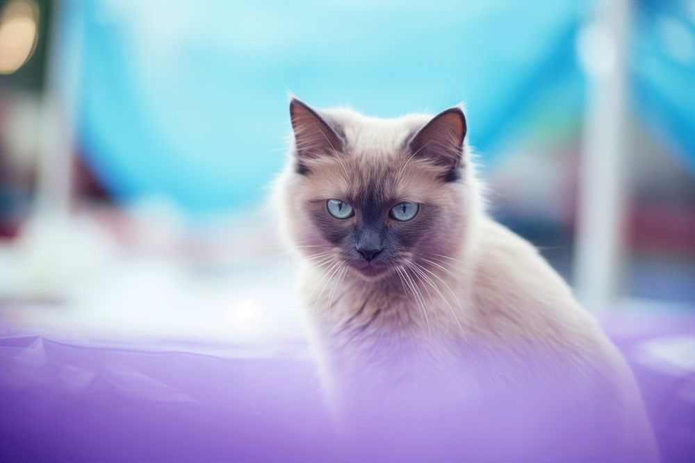 A cat animal mammal purple.