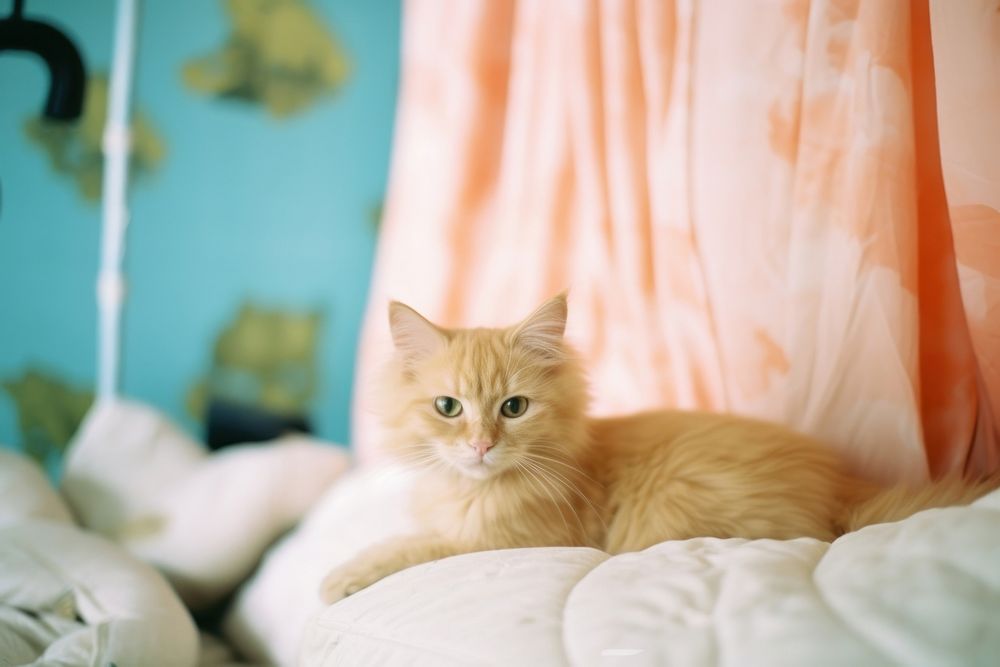 A cat sitting a bed animal mammal kitten. AI generated Image by rawpixel.