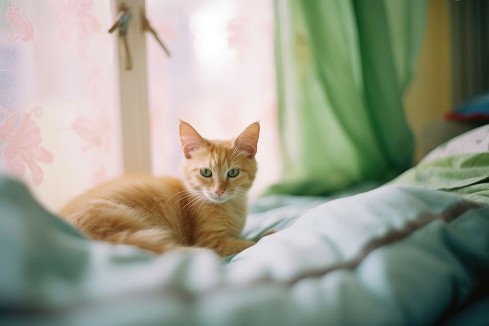 A cat sitting a bed mammal animal kitten. AI generated Image by rawpixel.