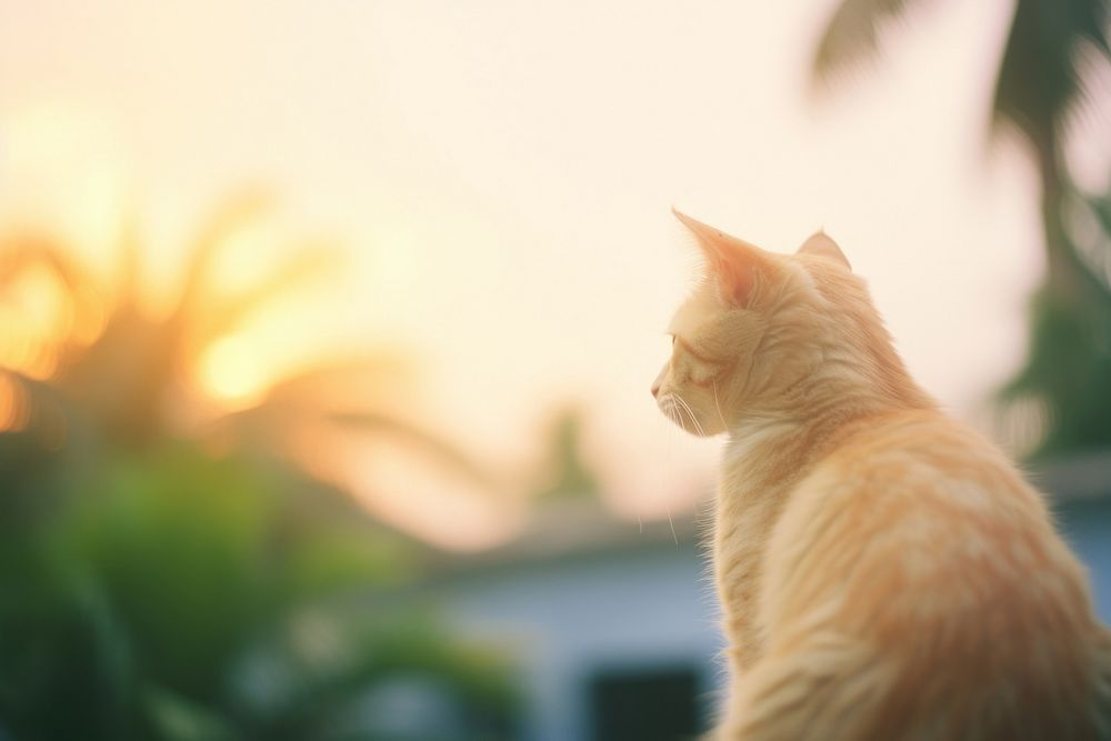 A cat waching sunset outdoors animal mammal. AI generated Image by rawpixel.