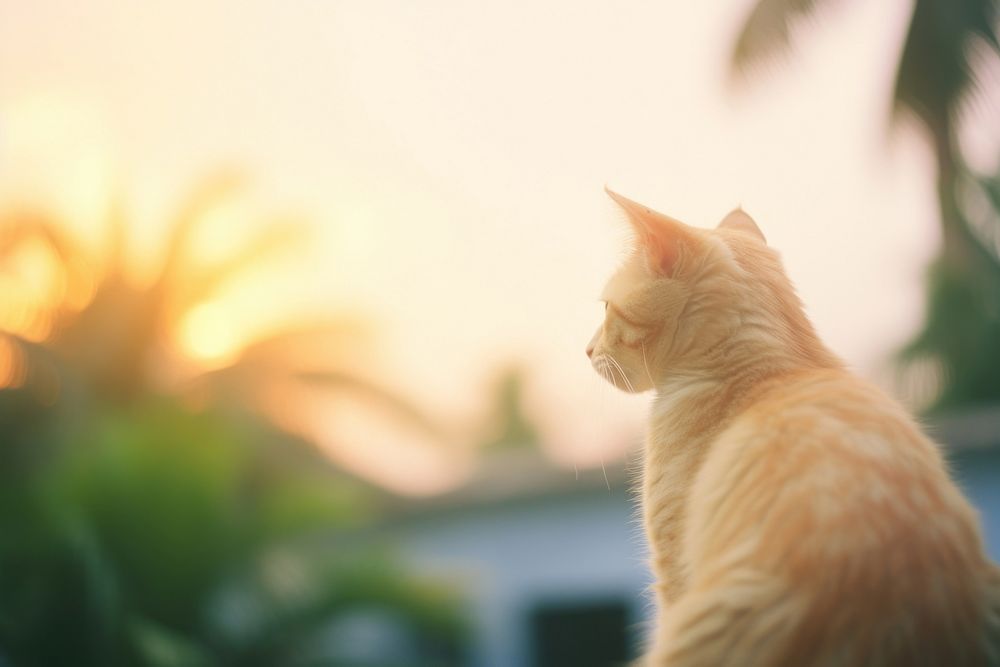 A cat waching sunset outdoors animal mammal. 