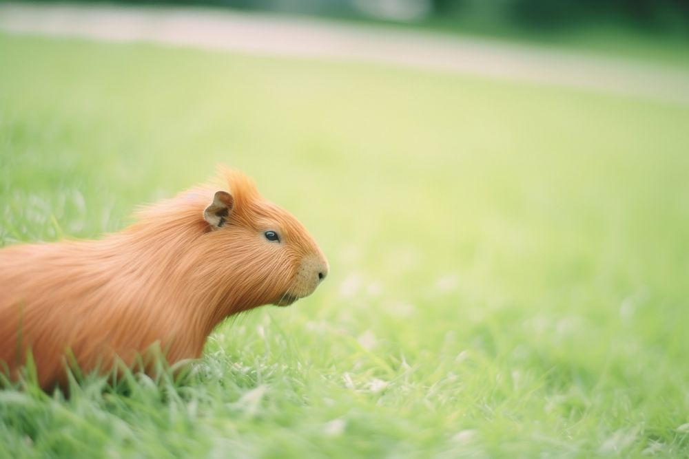 A capybara hamster mammal animal. AI generated Image by rawpixel.