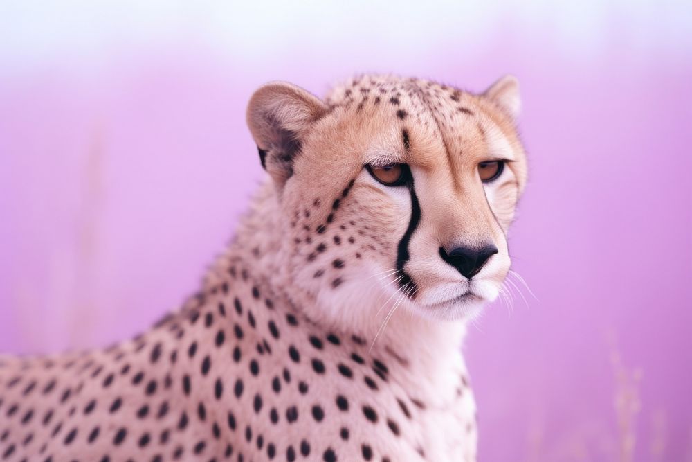 A cheetah wildlife animal mammal.