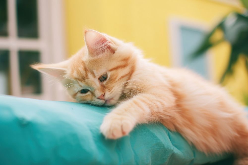 A cute cat acting cute animal mammal kitten. AI generated Image by rawpixel.