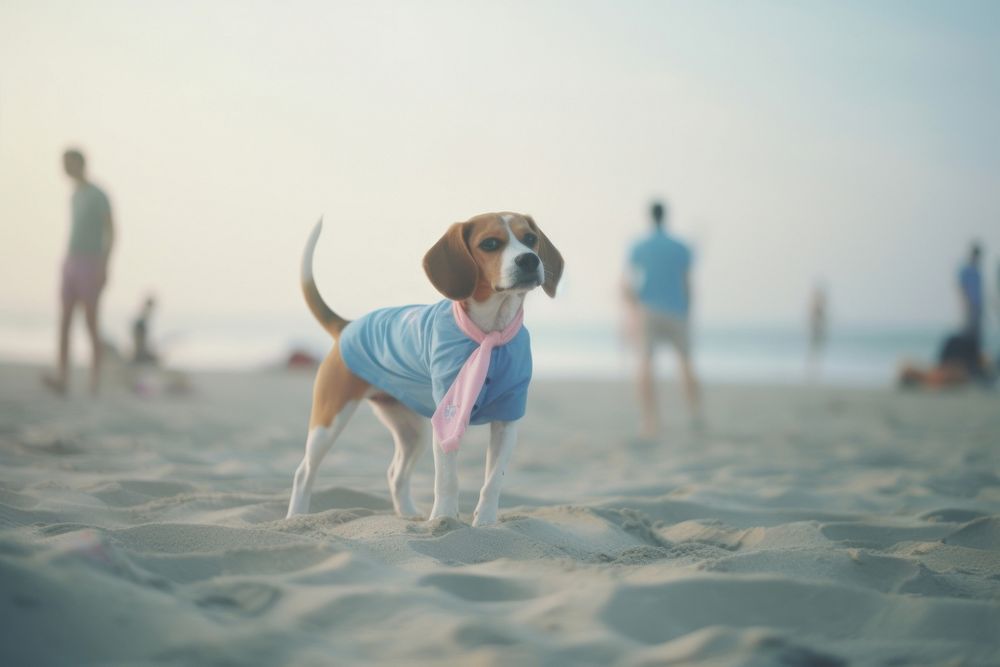 A beagle at the beach photography outdoors portrait. AI generated Image by rawpixel.