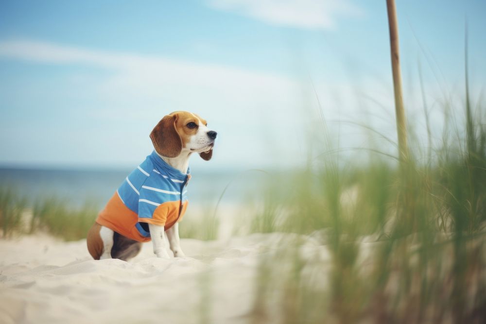 A beagle at the beach outdoors nature animal. AI generated Image by rawpixel.