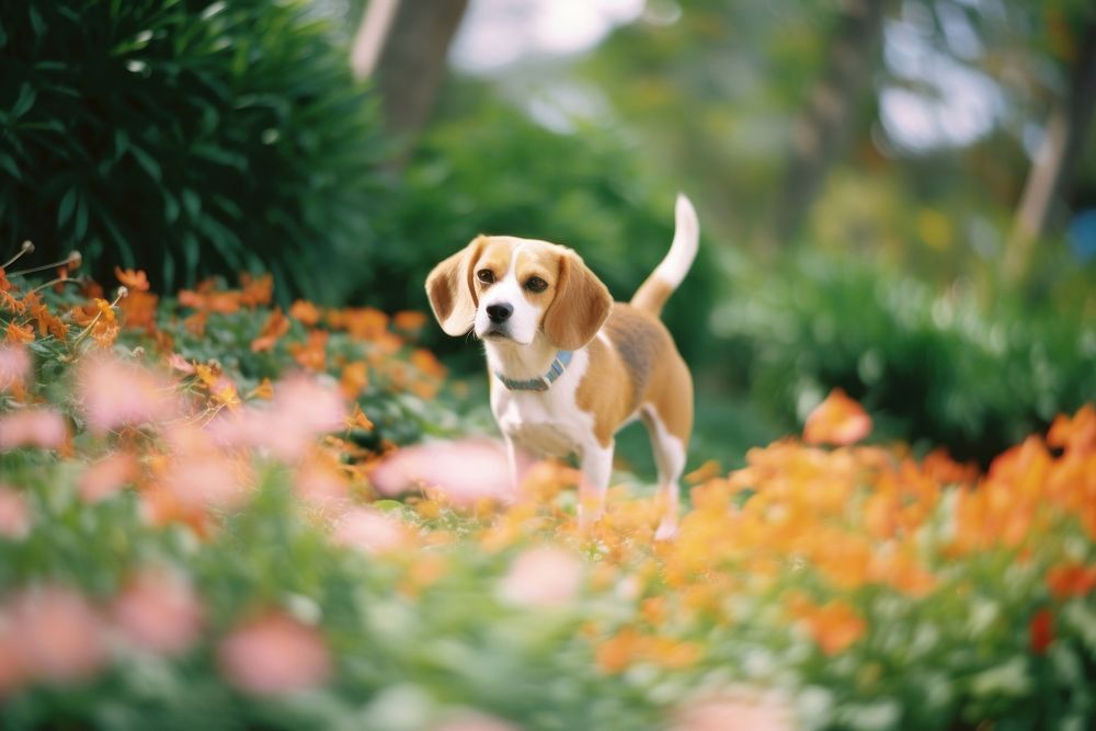 A beagle in the flower garden animal mammal puppy. AI generated Image by rawpixel.