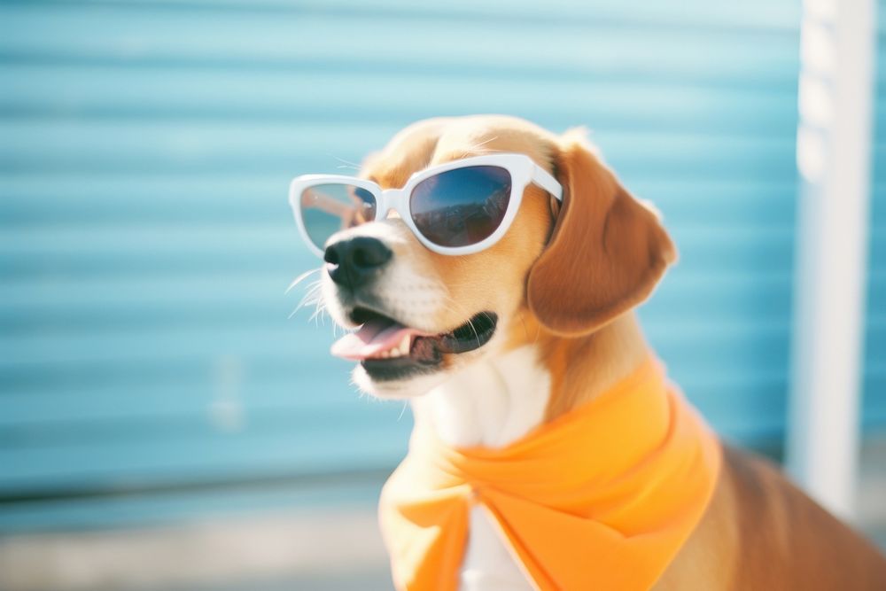 A beagle wearing sunglasses animal mammal puppy. AI generated Image by rawpixel.