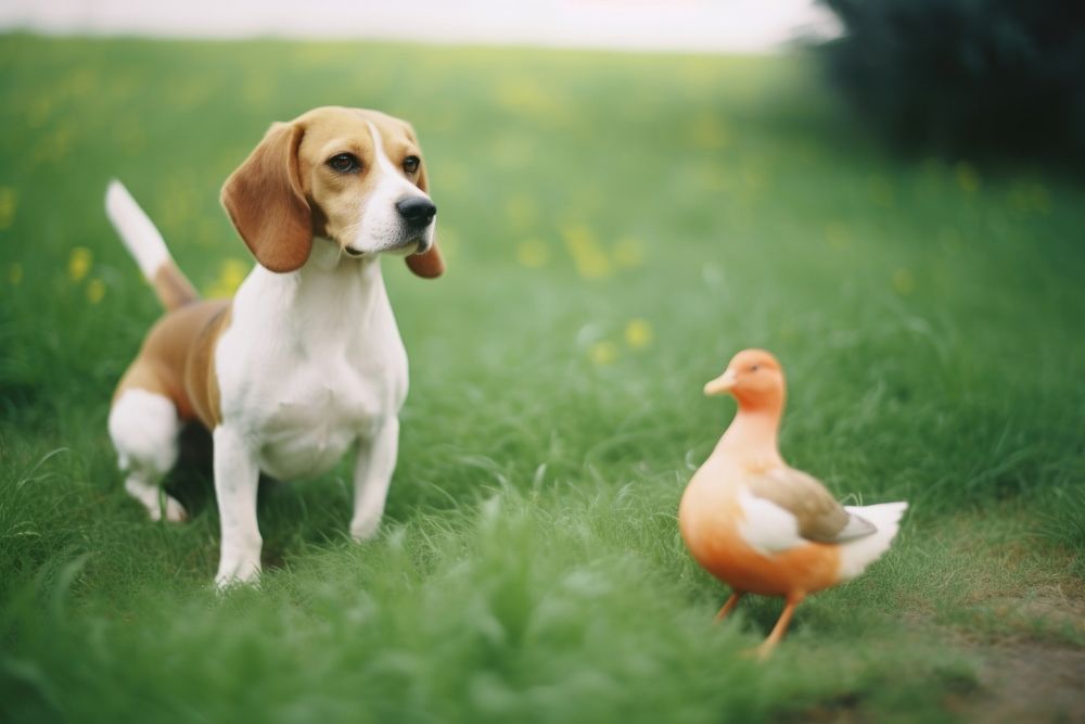 A beagle with a duck animal mammal hound. AI generated Image by rawpixel.
