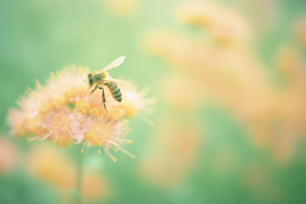 A bee animal insect inflorescence. AI generated Image by rawpixel.