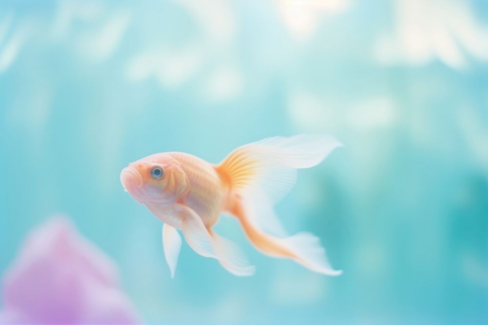 A goldfish in the tank animal pomacentridae transparent. AI generated Image by rawpixel.