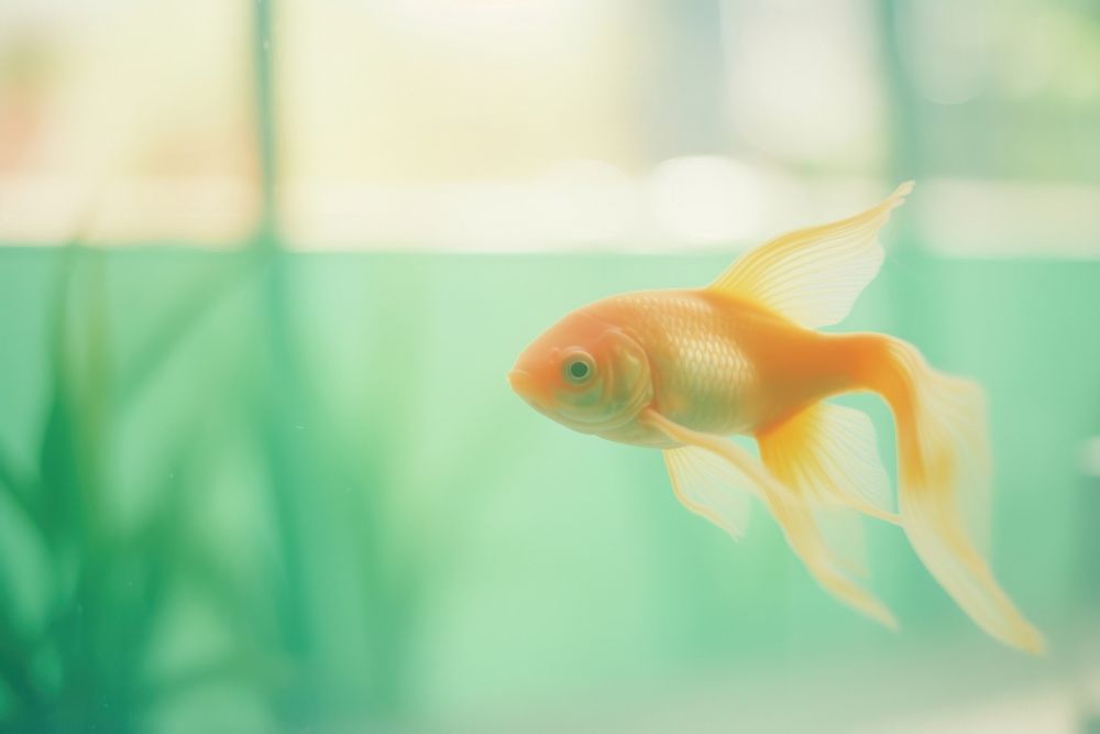 A goldfish in the tank animal pomacentridae transparent. AI generated Image by rawpixel.